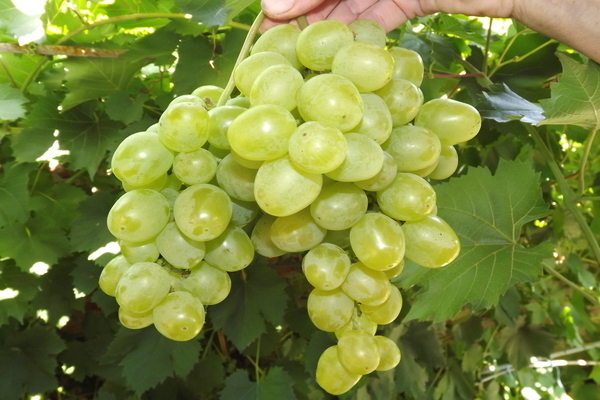 Harold grape variety description