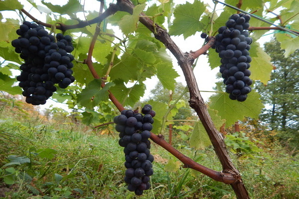 grape variety kuban photo