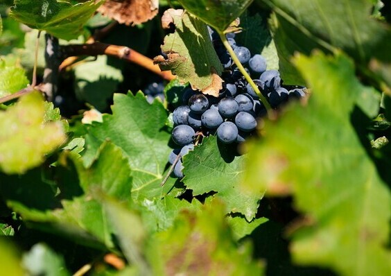 larawan ng paglalarawan ng kuban grapes