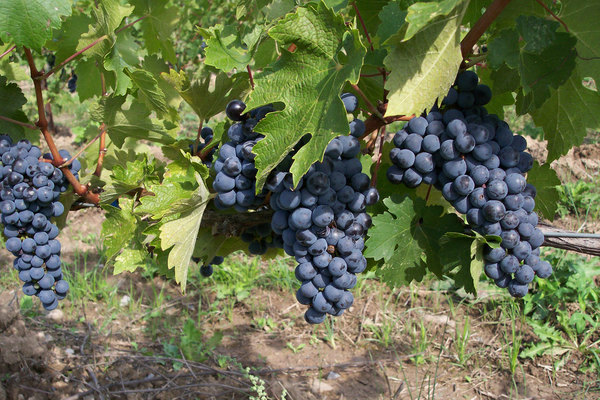 grapes kuban variety description photo