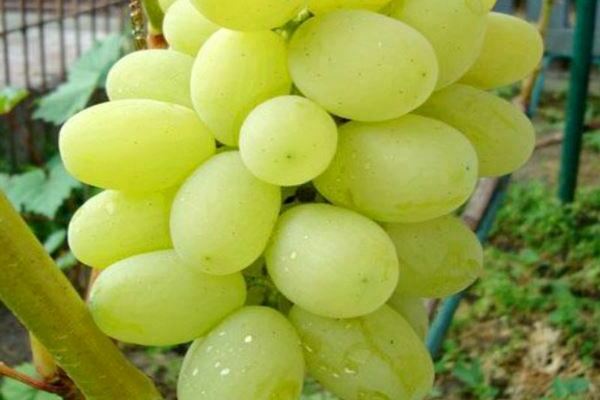 Laura grape variety