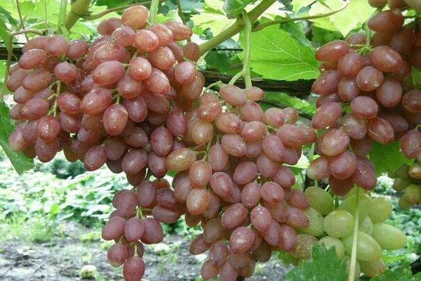 Kishmish grapes