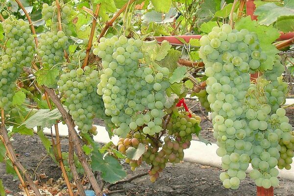 paglalarawan ng maharach grapes