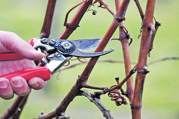 maharach grape variety