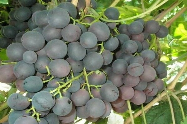 Kishmish grapes