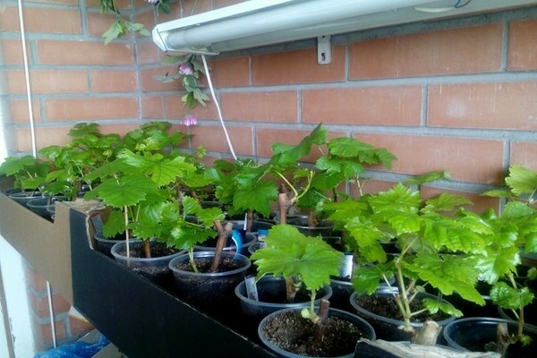 grapes on the balcony