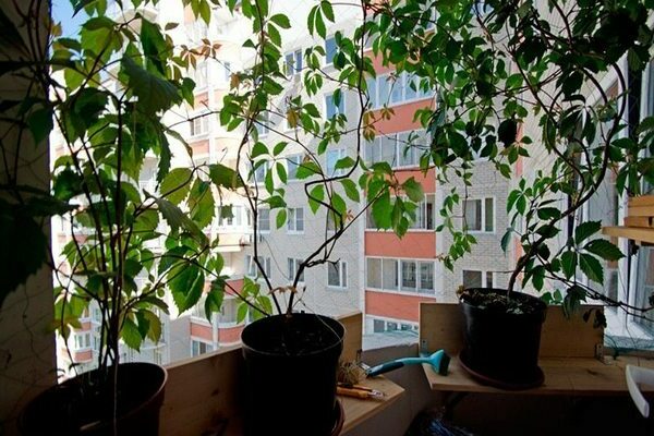 grapes on the balcony