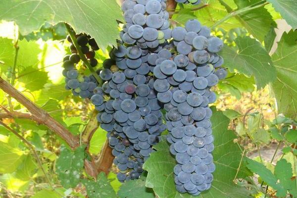 grapes in the Urals