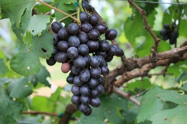 grapes in the Urals