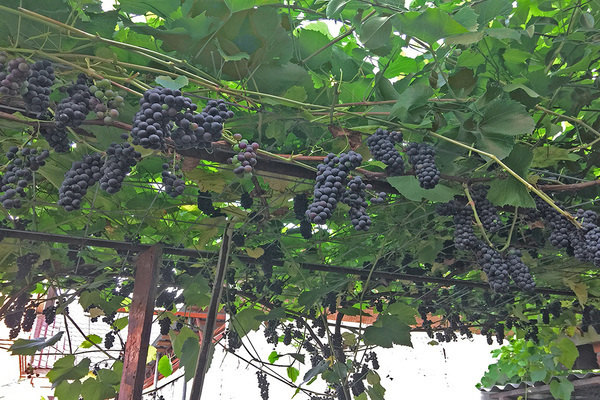 grapes in the Urals