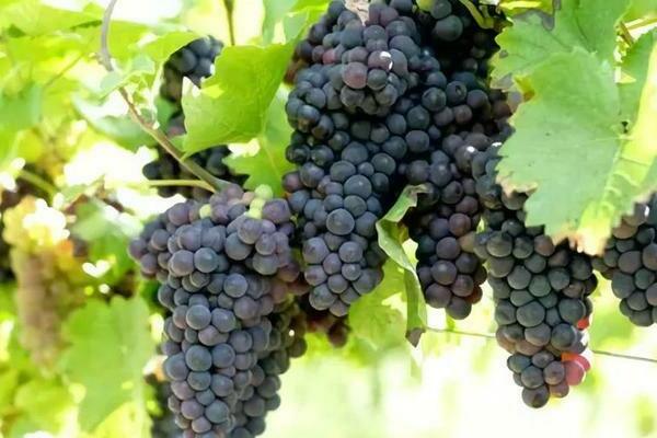 grapes in the Urals