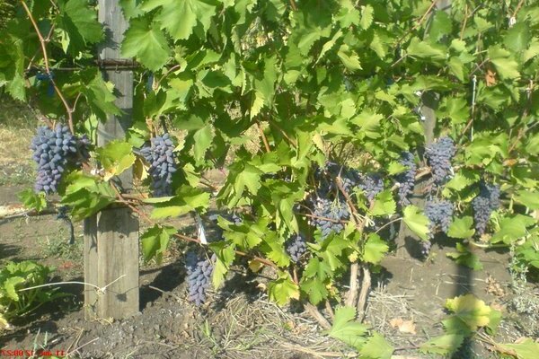 grapes photo