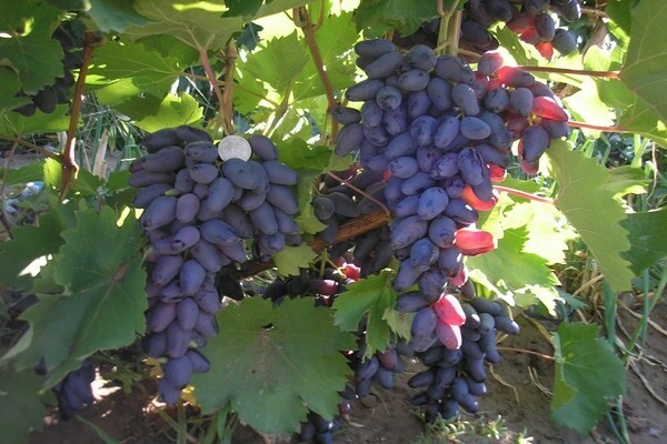 grapes photo