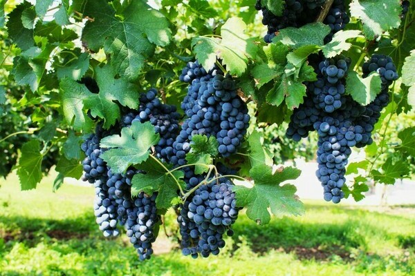 Pinot Noir grapes