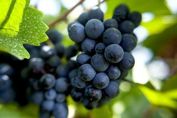 Pinot Noir grapes