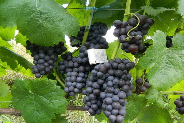 grapes in the Leningrad region