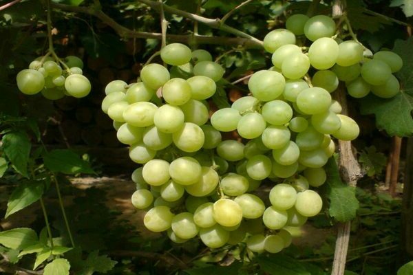 Kishmish grapes