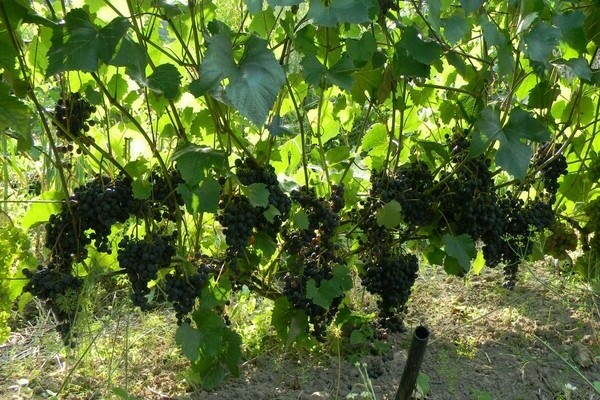 ball grapes variety description