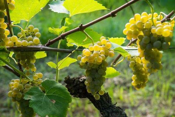 grapes in the Leningrad region