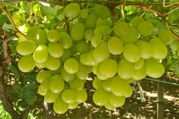 paglalarawan ng grapes ng siglo