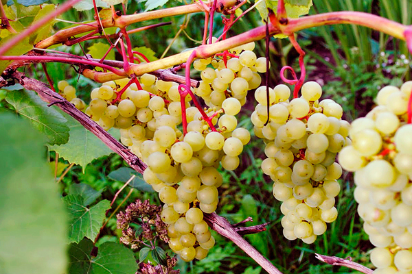 grapes in the Leningrad region