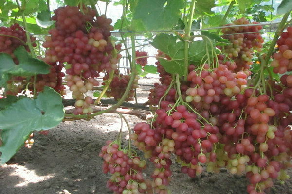 grape variety veles photo