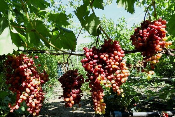 grapes veles photo description