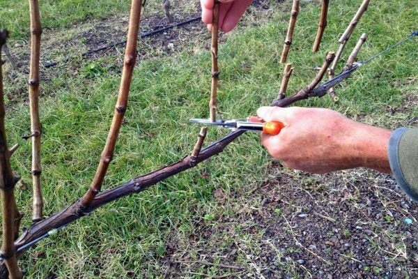 viking grapes paglalarawan ng larawan