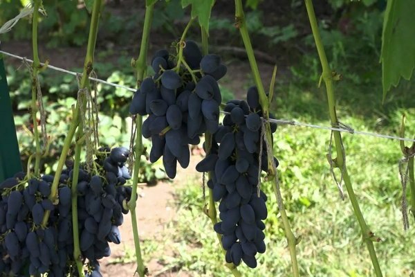 viking grapes