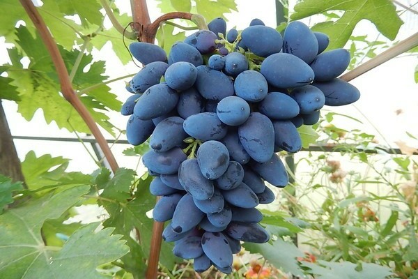 paglalarawan ng viking grapes