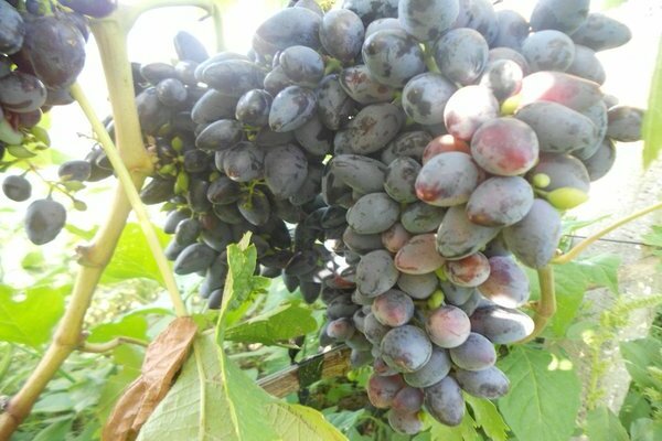 viking grape variety description