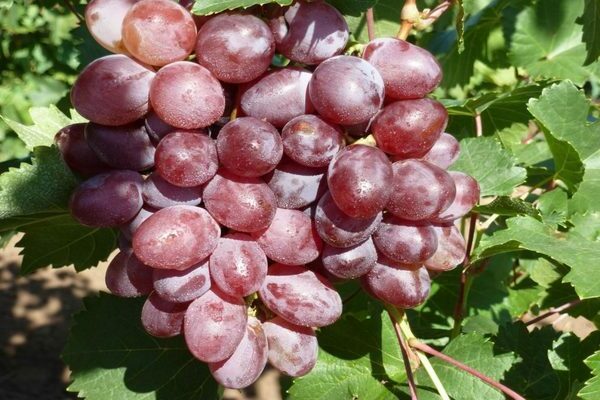 grapes in the suburbs