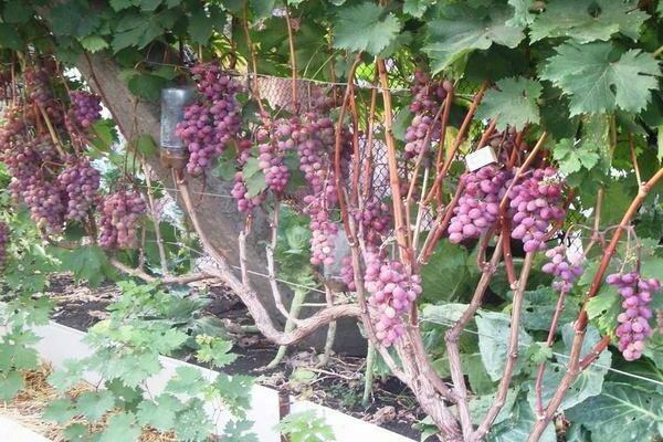 grapes in the suburbs