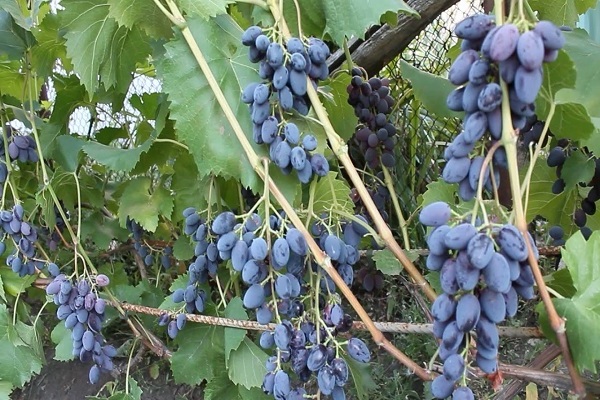 Jupiter grape variety description