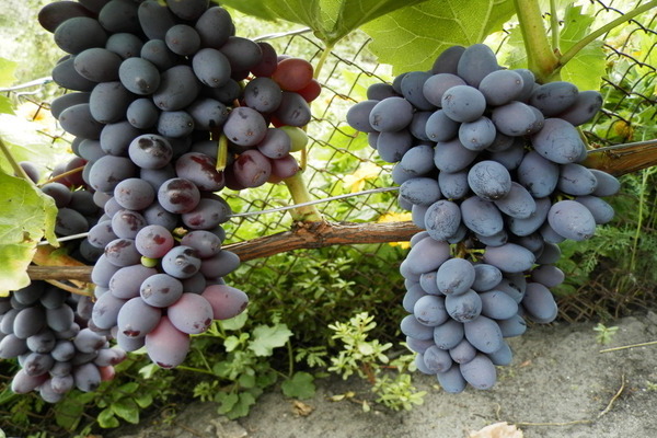 Kishmish grapes