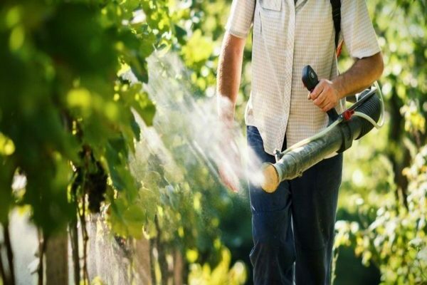 foliar dressing ng mga ubas pagkatapos ng pamumulaklak