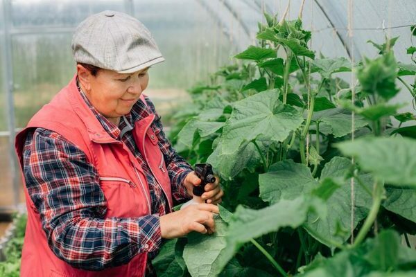 foliar dressing of cucumber