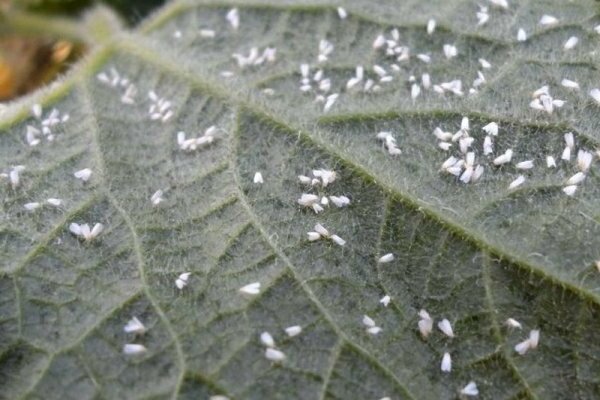 Whitefly eggplant pests