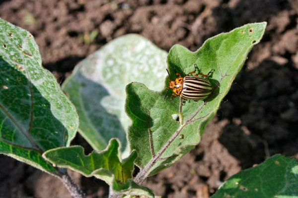 Colorado beetle