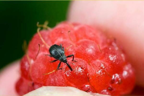 Mga raspberry peste: raspberry-strawberry weevil