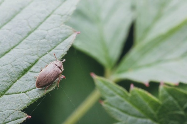 Mga raspberry peste at kontrol: raspberry beetle