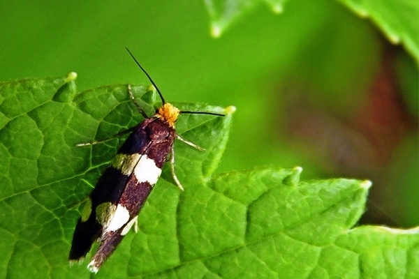 Mga raspberry peste: isang paglalarawan ng raspberry kidney moth