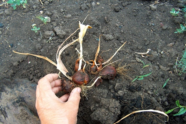 digging tulips