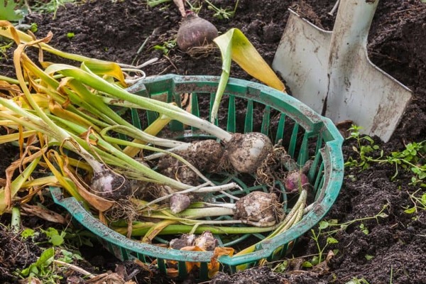 tulips after digging