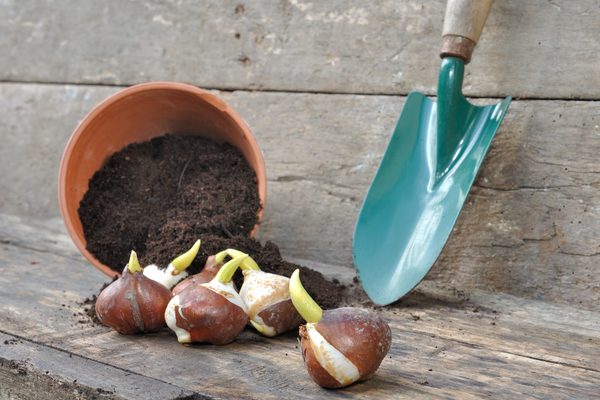 digging tulip bulbs