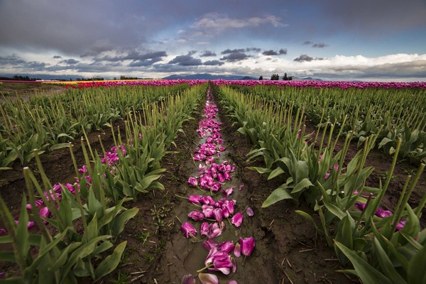 wie man Tulpen nach dem Graben trocknet