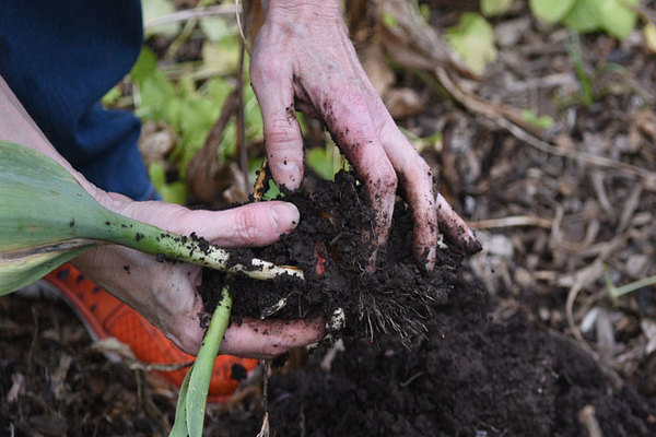 digging tulips