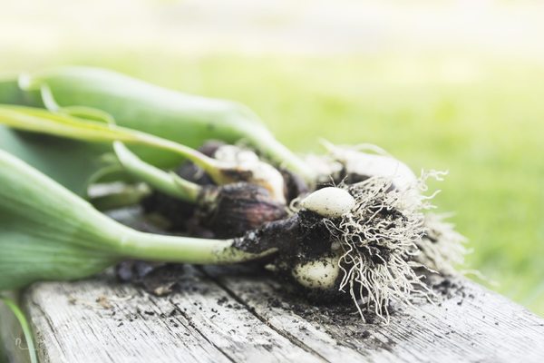 tulips after digging