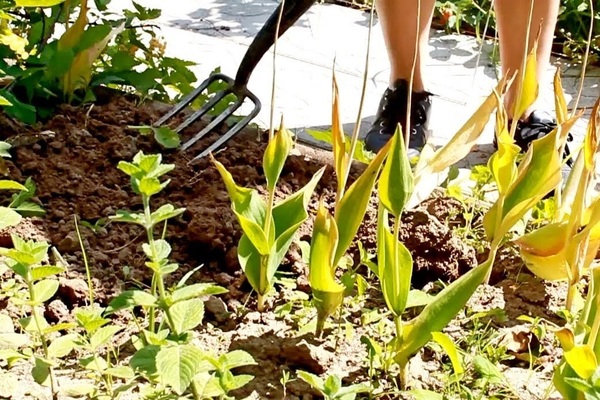 tulips after digging