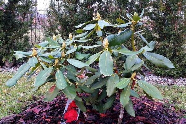 rhododendron planting